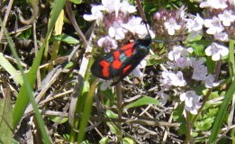 Zygaena da identificare...